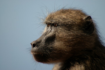 Image showing baboon