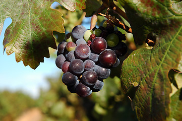 Image showing grapes on vine