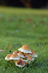 Image showing Mushroom