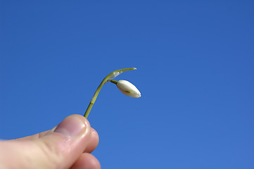 Image showing Snowdrop