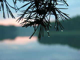 Image showing Pinetree