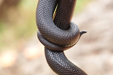 Image showing Snake