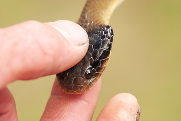 Image showing Snake