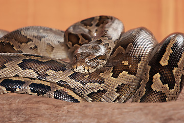 Image showing Snake