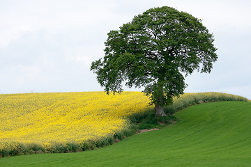 Image showing yellow and green