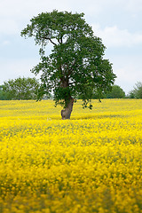 Image showing yellow and green