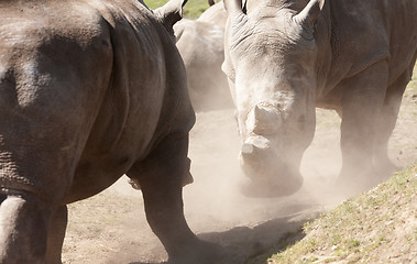 Image showing Rhinos