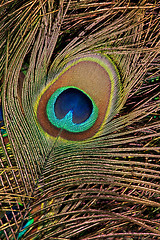 Image showing Peacock feather