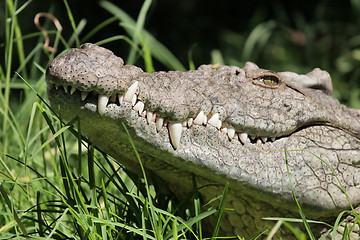 Image showing Crocodile grin