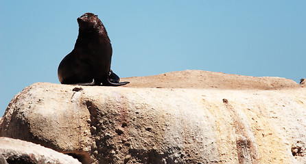 Image showing Seal