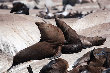 Image showing Seals