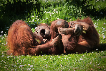 Image showing 2 Orangutans at play