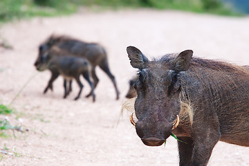 Image showing Warthogs