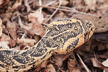 Image showing Snake