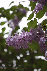 Image showing beautiful lilac