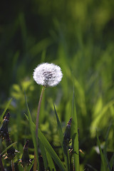 Image showing dandelion