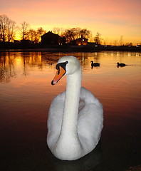 Image showing Swan and Two Ducks