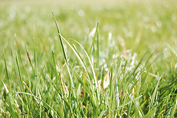 Image showing green grass 2