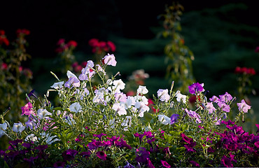 Image showing lovely petunia