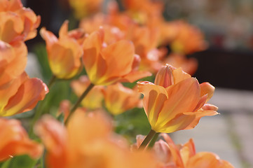 Image showing orange tulips