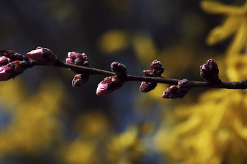 Image showing pink buds in the spring