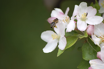 Image showing spring is here