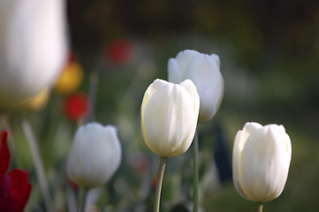 Image showing tulip garden1