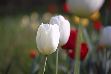Image showing tulip garden2