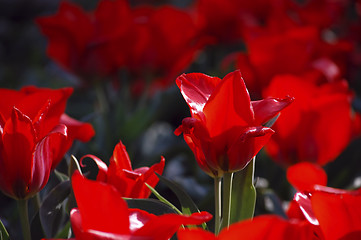 Image showing tulips with love
