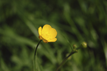Image showing yellow spring
