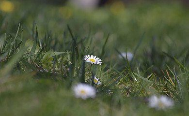 Image showing wild daisies in the spring