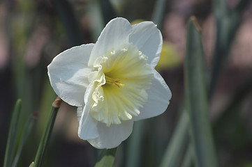 Image showing white daffodil