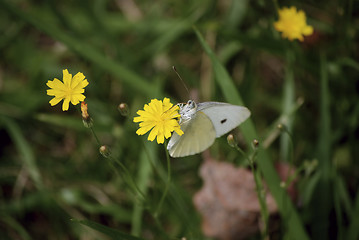 Image showing white butterfly