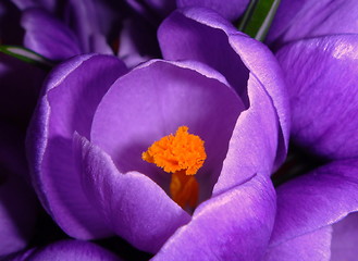 Image showing Crocus