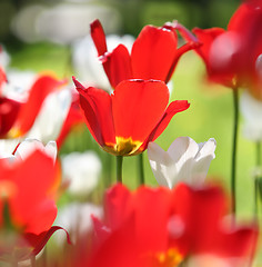 Image showing red and white tulips