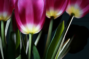 Image showing magic tulips