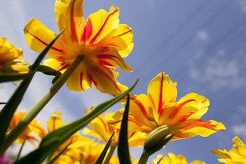 Image showing tulips Victoria