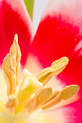 Image showing  tulip flower