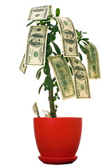 Image showing Dollars on the tree