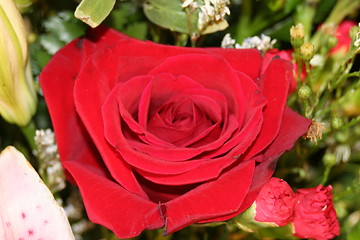 Image showing Red Rose