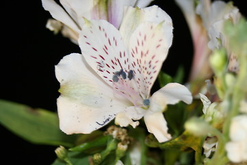 Image showing White Lily