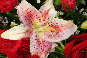 Image showing Pink Lily