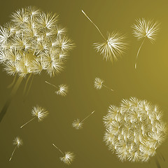 Image showing Dandelions