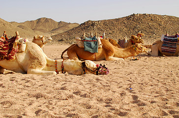 Image showing camels