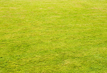 Image showing green grass