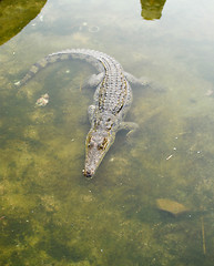 Image showing crocodile