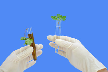 Image showing Clean and dirty water samples with fresh and wilted leaves