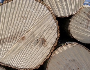 Image showing Aspen Wood Logs