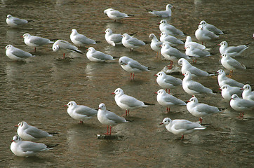 Image showing Birds Group