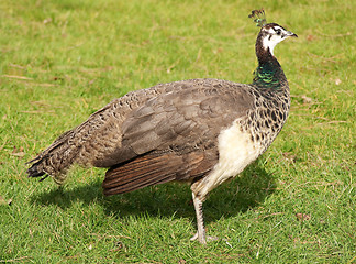 Image showing Beautiful female peacock